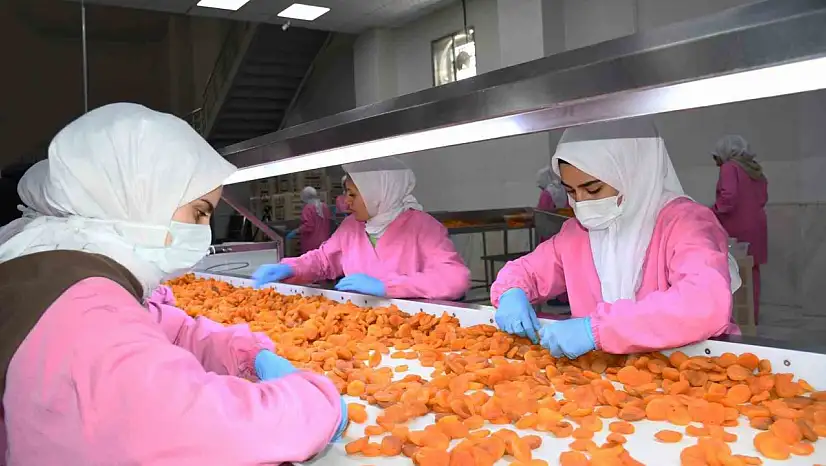 Malatya'da kuru kayısıda 11 ayda 275 milyon dolar gelir elde edildi