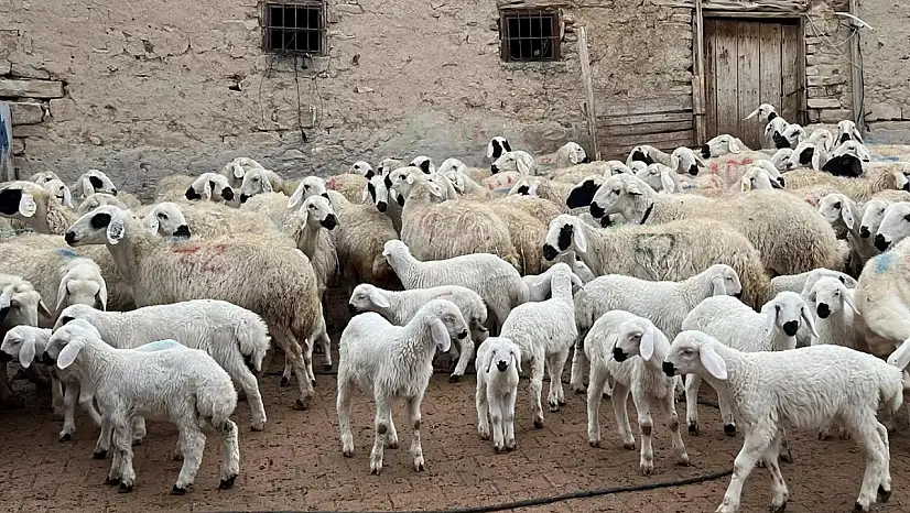 Malatya'da Kuzu ve Oğlak Desteklemeleri İçin İkinci Başvuru Dönemi Başladı