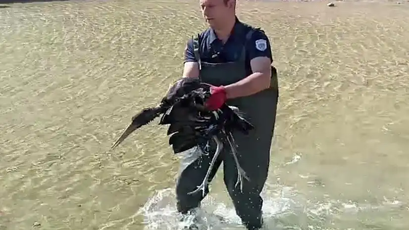 Malatya'da yaralı halde bulunan leylek koruma altına alındı