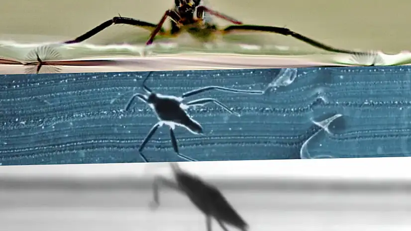 Suyun Üzerinde Adeta Uçan Robot Geliştirildi