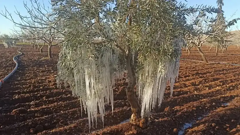 TARSİM 2026 Açıklandı: Hangi Ürünler Sigorta Kapsamında?