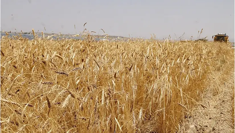 TİGEM 327 Ton Buğdayı Satışa Çıkardı: İhale Tarihi Belli Oldu