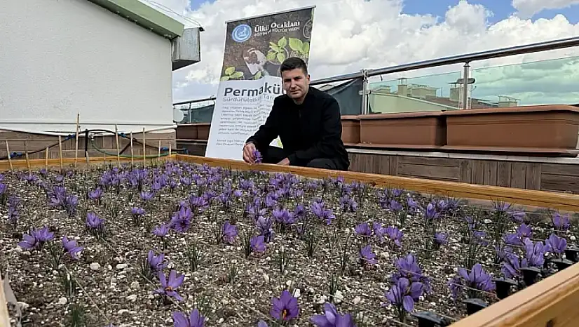 Ülkü Ocakları Genel Merkezi'nin Terasında Safran Hasadı!