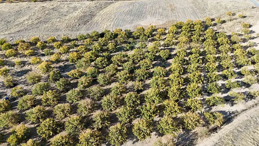 Zirai dondan etkilenen kayısı ağaçları gelecek yıl için umut veriyor