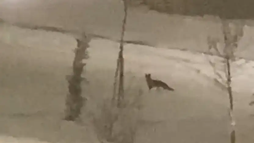 Aç kalan tilki şehir merkezine indi