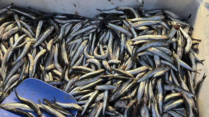 Balıkçılar Müjdeyi Verdi: Hamsi Bu Yıl Rekor Kırabilir!