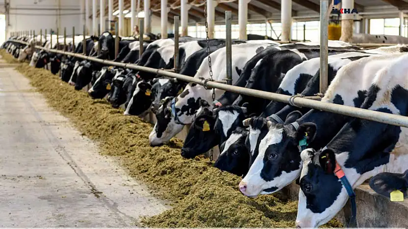 Büyükbaş hayvan sayısı yüzde 4,3 arttı