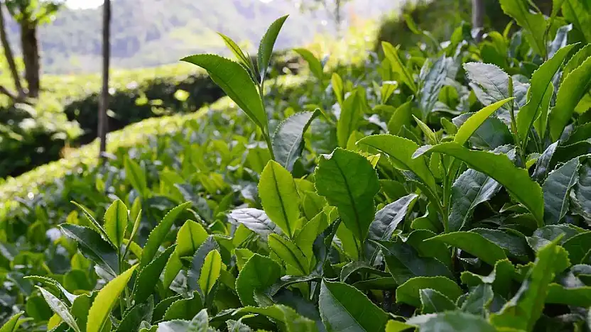 Çay Üreticisinin Gözü Bu Fiyattaydı 2025 Rakamı Belli Oldu