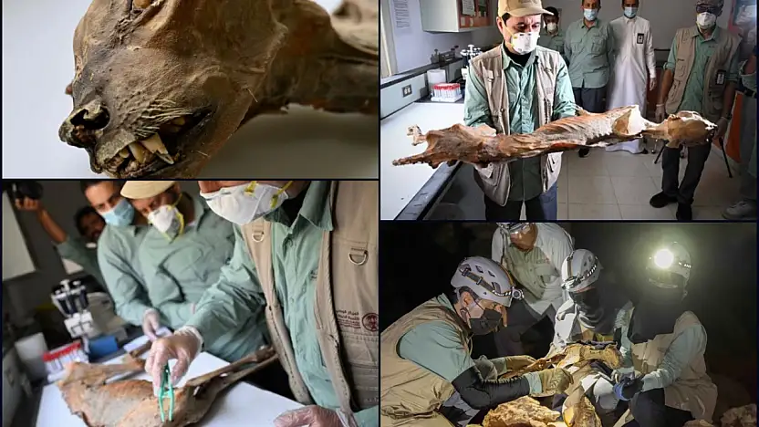 Çöl mağaralarında 1.800 yıllık çita mumyaları