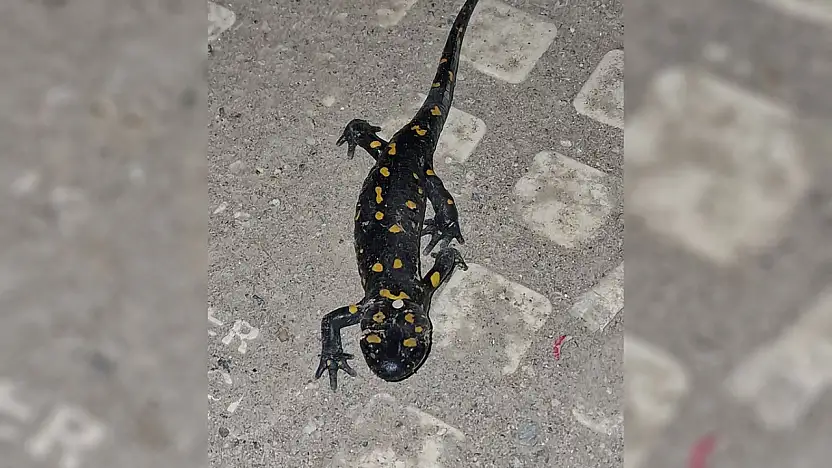 Doğanın Renkli Yüzü Malatya'da Ortaya Çıktı .