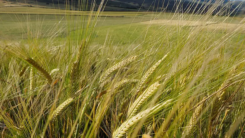 Dünyanın en büyük arpa üreticileri açıklandı
