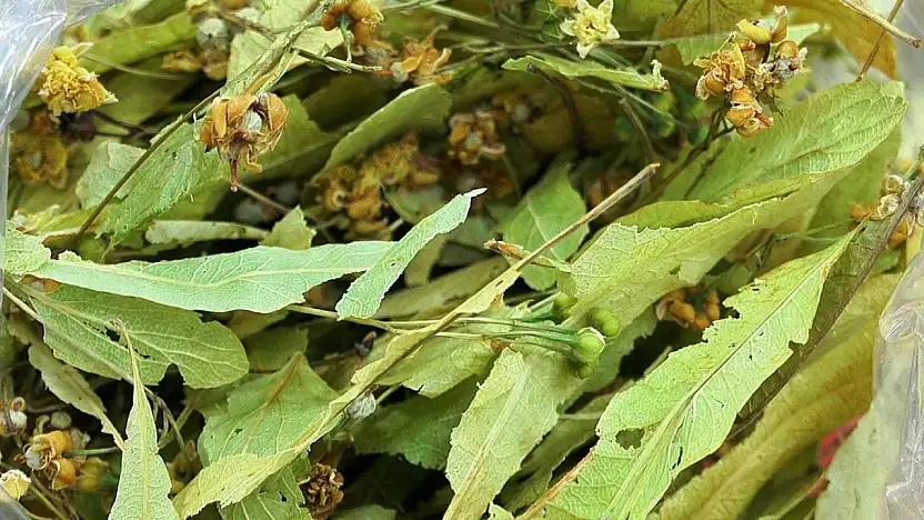 Kışın Şifa Deposu: Ihlamurun Bilinmeyen Etkileri