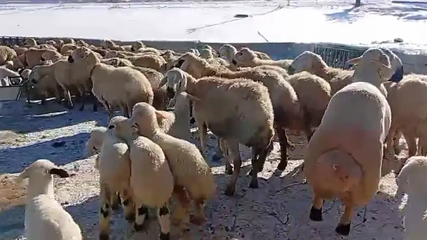 Hayvancılık Emek Sabır Ve Alın Teri İster