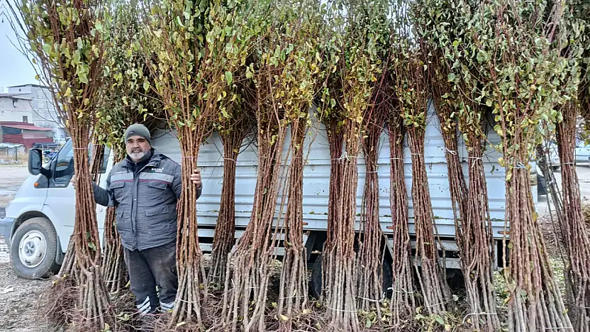 Kayısı fidanı satıcıları: Talep artarak büyüyor