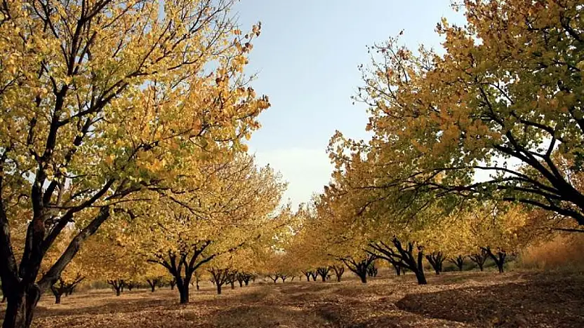 Kayısı Bahçelerinde Sonbahar Mücadelesi Başladı!