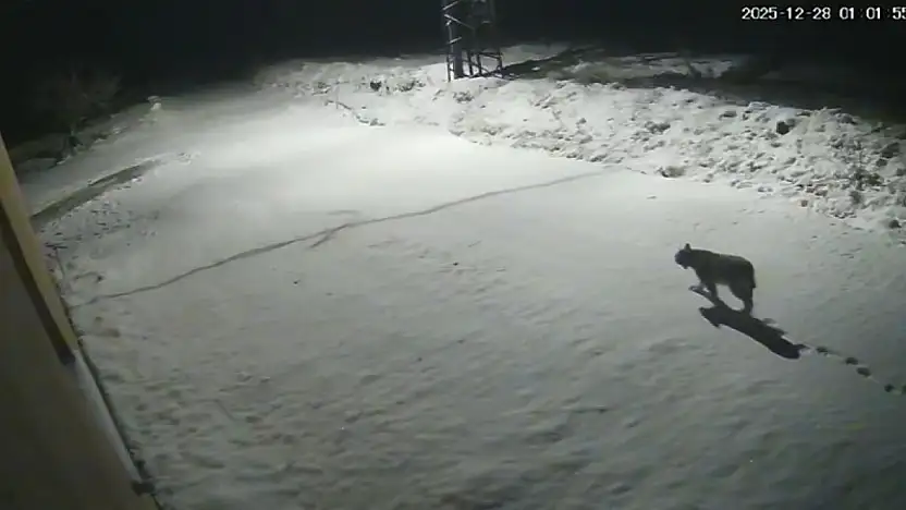 Malatya'da 'vaşak görüntülendi