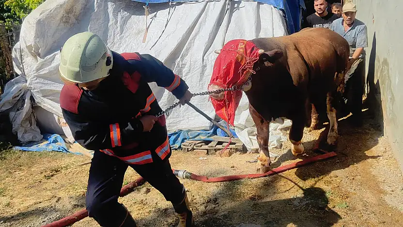 Malatya'da Ahır Yangını 8 Büyükbaş Telef Olmaktan Kurtuldu