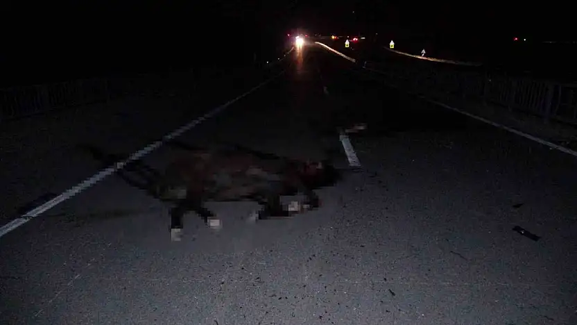 Milyonluk taylar karayolunda telef oldu