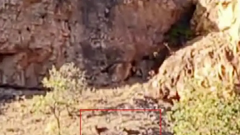 Malatya'da sürü halindeki yaban keçileri görüntülendi