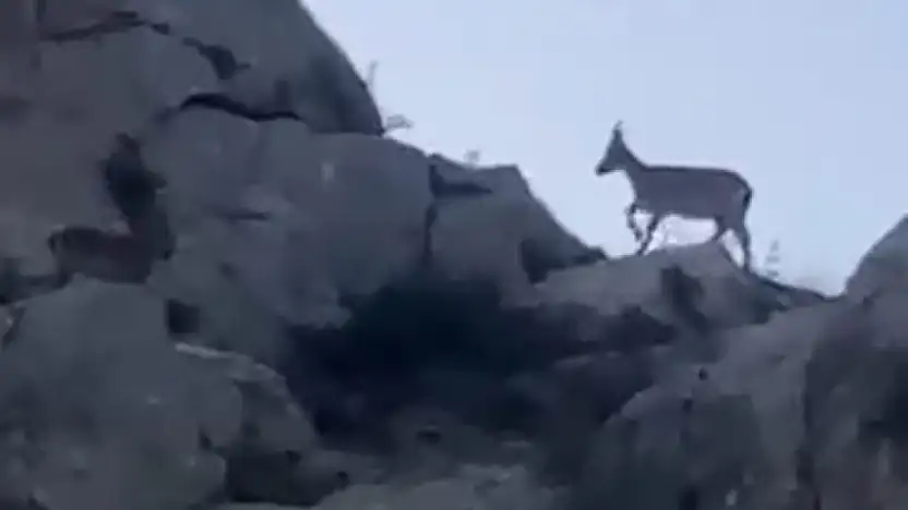 Malatya'da yaban keçileri görüntülendi