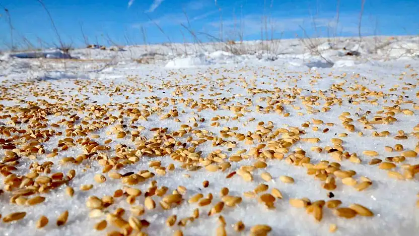 Malatya Darende'de yaban hayvanları için doğaya yem bırakıldı