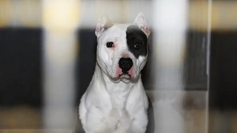 Pitbull Davasında Yargıtay Son Noktayı Koydu