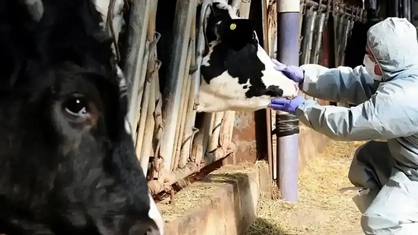 Şap Hastalığına Karşı 8,5 Milyon Doz Aşı Sahada!