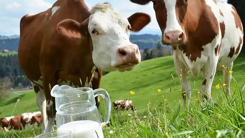 Süt Sektöründe Kritik Ekim Verileri: Düşüş ve Artış Bir Arada