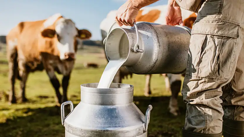 Tarım Bakanlığı'ndan 74 Bin Ton Süt Satışı!