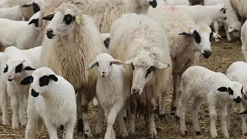 TİGEM 1200 Kuzuyu Satışa Çıkarıyor! İhale Tarihi Açıklandı