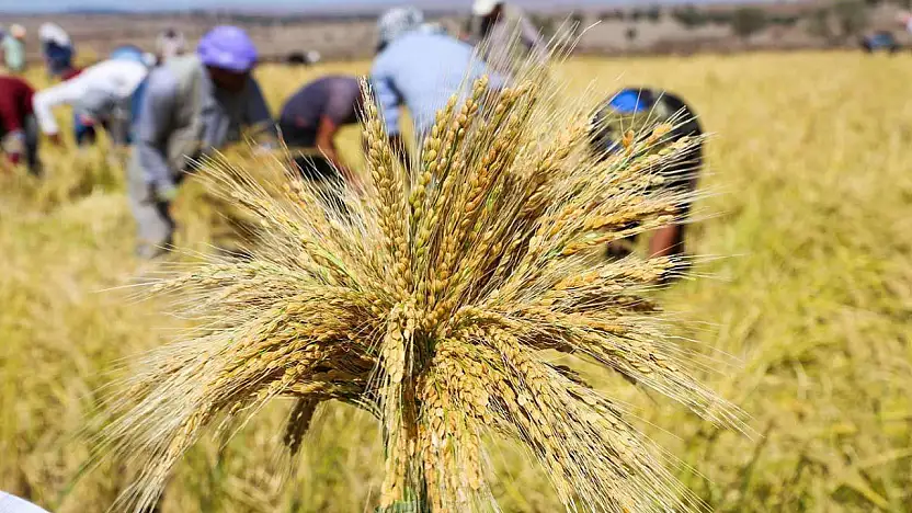 TMO çeltik alım fiyatlarını açıkladı