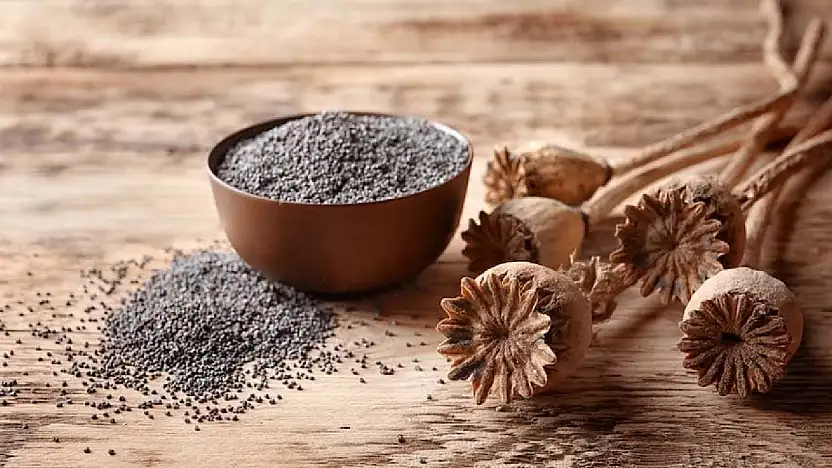 TMO mavi renkli haşhaş tohumunun satışına başladı