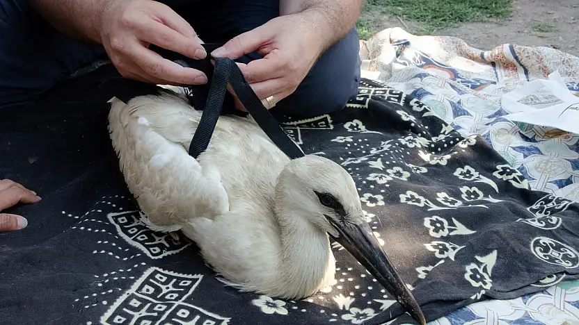 Yaren Leylek'in Yavruları Halkalandı Göç Yolculuğu Başlıyor!