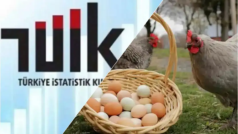 Yumurta Üretiminde Düşüş Tavuk Etinde Rekor Artış!