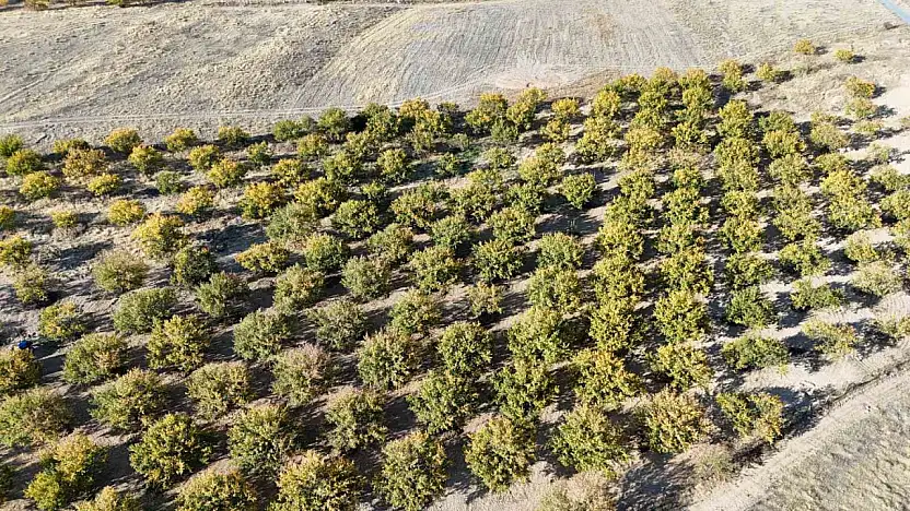 Zirai dondan etkilenen kayısı ağaçları gelecek yıl için umut veriyor