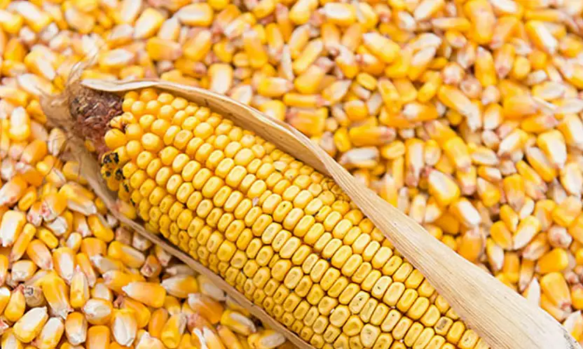 1400 Tonluk Mısır Satışı: İhale Tarihi Belli Oldu!