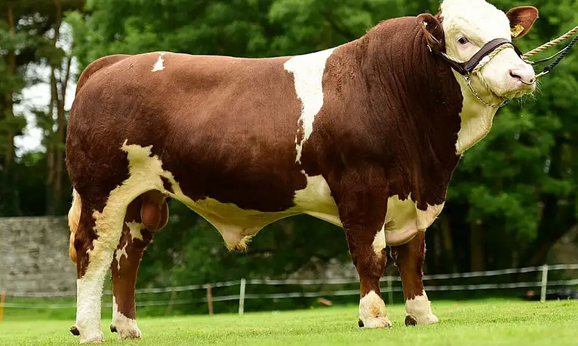 2026 yılı besilik sığır ithalatı başvuruları başladı