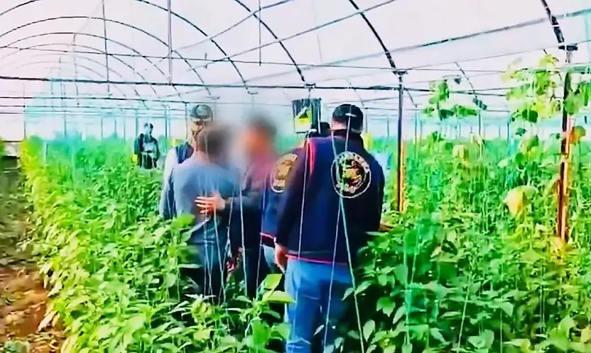 7 Yıllık Cinayet Firarisi Sera Bahçesinde Yakalandı