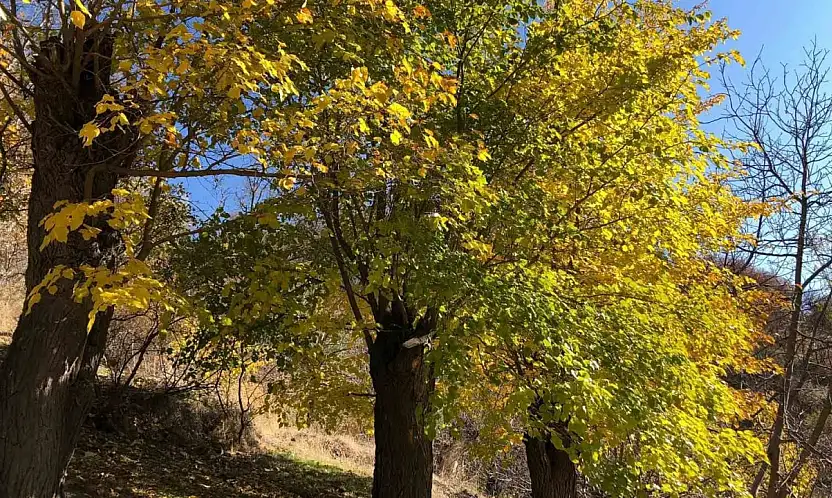 Arapgir'de sonbahar doğal güzelliğiyle görenleri hayran bıraktırıyor