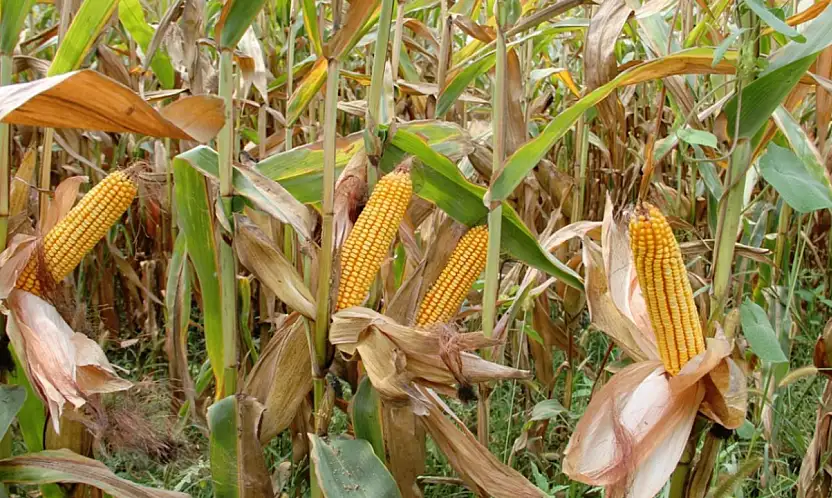 Arpa ve mısır ithalatında tarife kontenjanı 1 milyon ton oldu