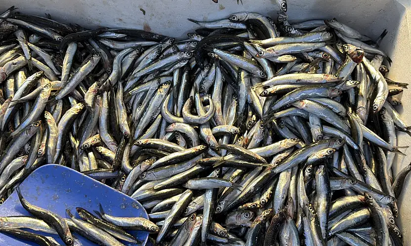 Balıkçılar Müjdeyi Verdi: Hamsi Bu Yıl Rekor Kırabilir!