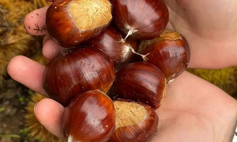 Beydağ'da kestane bereketi 240 ton ürün toplandı