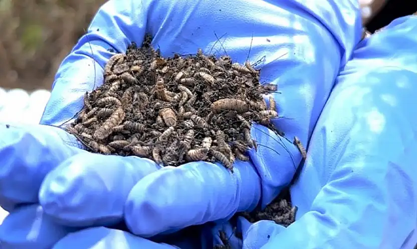 Böcek kalıntıları ölümün sırrını çözüyor!