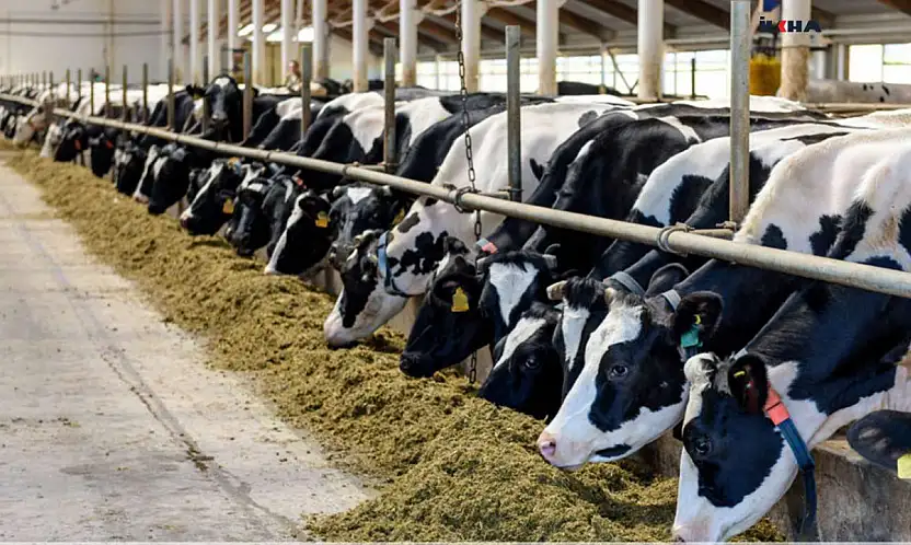 Büyükbaş hayvan sayısı yüzde 4,3 arttı