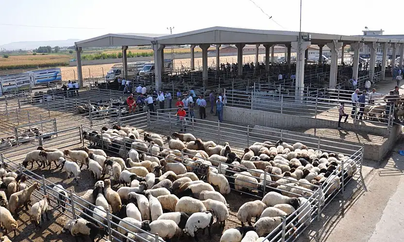 Çiftçilere Kritik Uyarı: Buzağı ve Kuzu Desteklerinde Askı Süreci Başladı