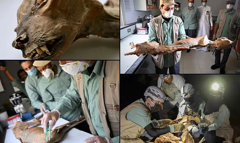 Çöl mağaralarında 1.800 yıllık çita mumyaları