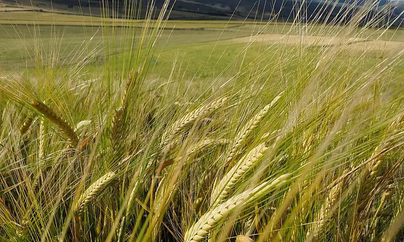 Dünyanın en büyük arpa üreticileri açıklandı