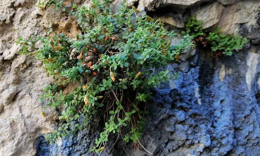 Endemik Malatya kantaronu, kimyasal olarak sarı kantarondan daha zengin çıktı