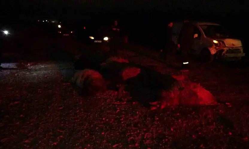 Hafif ticari araç sürüye daldı, 10'dan fazla koyun telef oldu