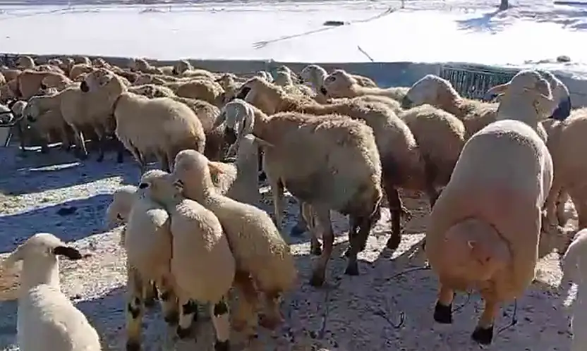 Hayvancılık Emek Sabır Ve Alın Teri İster